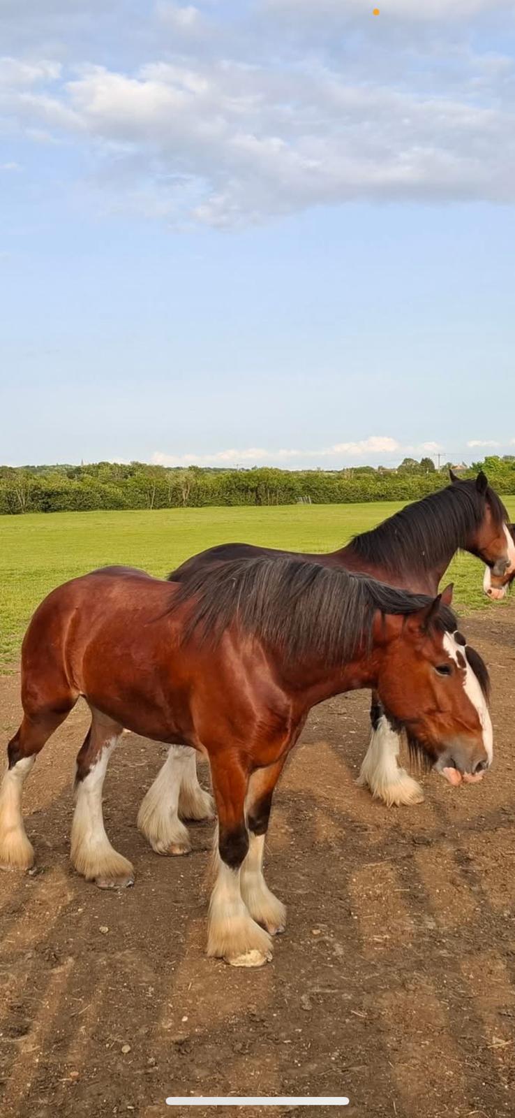 Shire Horse